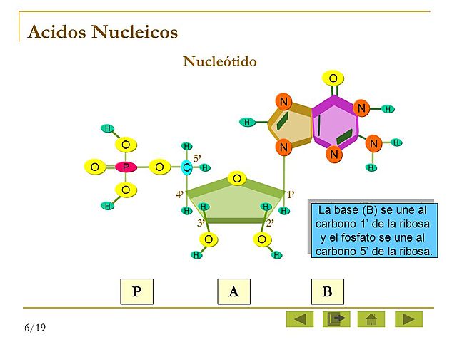 Composición de un nucleótido