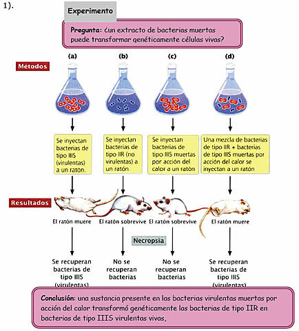 Observaciones de Griffith