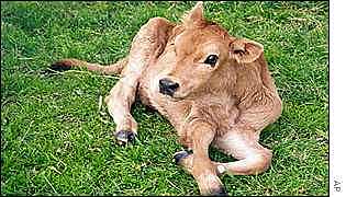 Primera ternera clonada