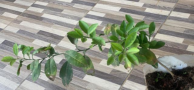 Planta de Limón semana 8