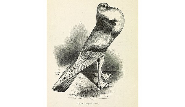 Darwin's pigeons