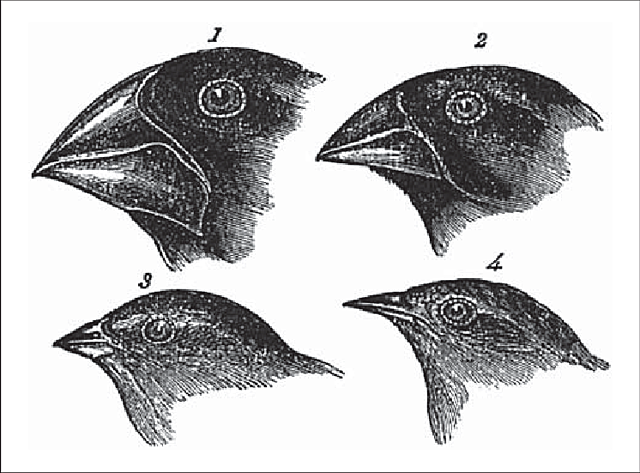 Evolution by Natural Selection
