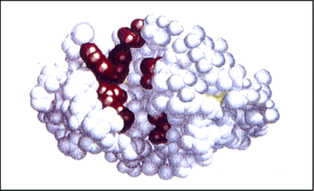 Discovery of Proteins