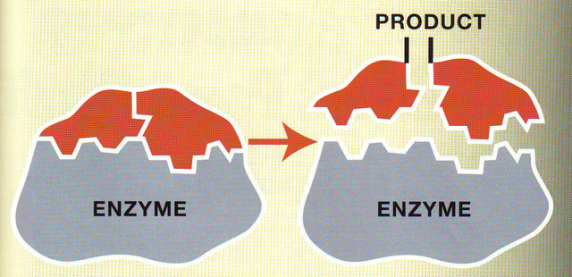 Discovery of Enzymes