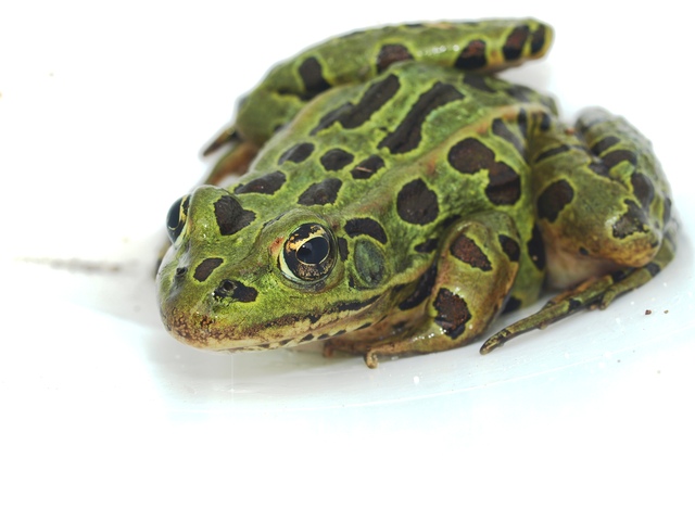 First Cloned Organism