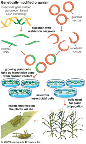 First Recombinant Organism