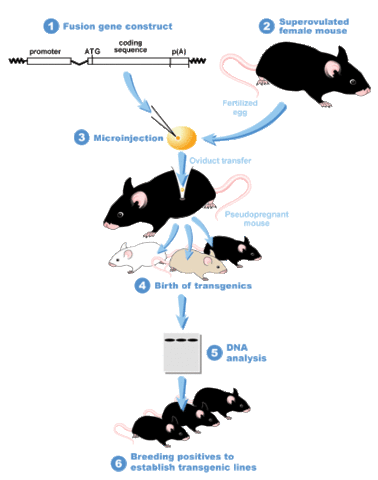First Transgenic Organism