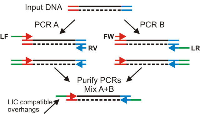 PCR Technique Conceived