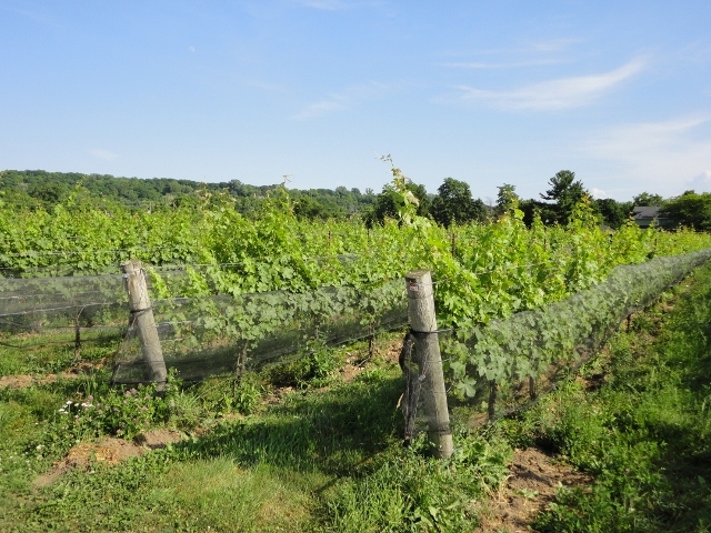 Go to a wine tasting or wine & cheese party