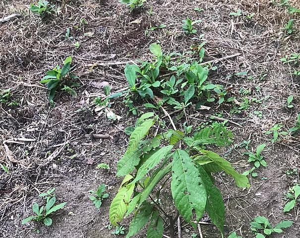 OCTAVA SEMANA BITACORA PLANTA