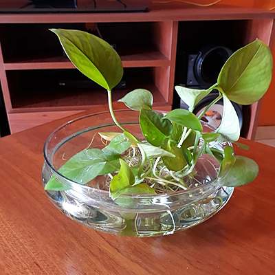 Timeline: BITACORA DE PLANTA