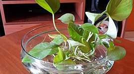 Timeline: BITACORA DE PLANTA