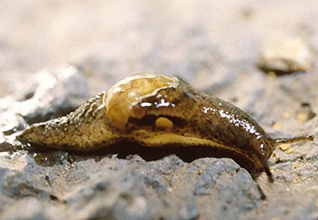 Insulivitrina gomerensis Ibáñez y Alonso 1988