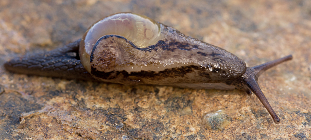 Insulivitrina emmersoni Morales, 1988