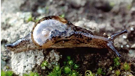 Insulivitrina eceroensis Alonso e Ibáñez, 1987