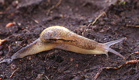 Insulivitrina lamarkii (Férussac, 1821)