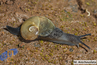 Insulivitrina blauneri (Shuttleworth, 1852)