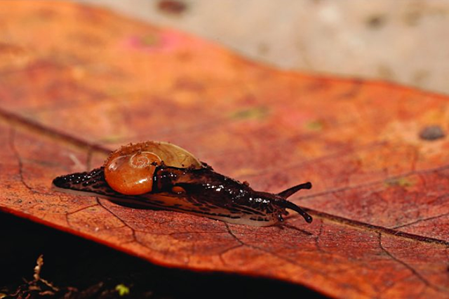 Insulivitrina solemi (Ibáñez y Alonso, 2001)