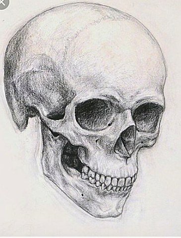 Samuel Morton's Theories