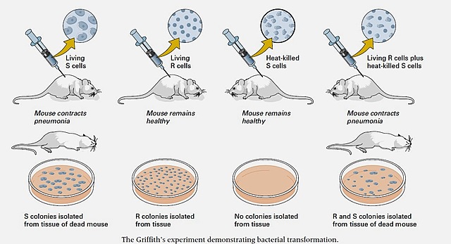 Griffithen esperimentua