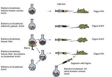 Griffithen esperimentua