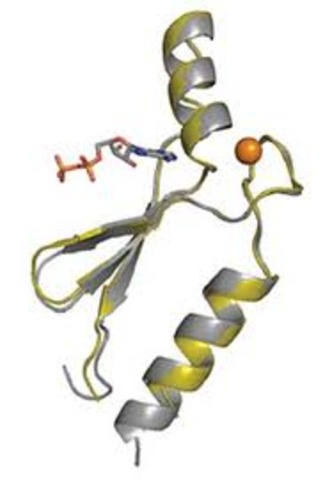 Discovery of Proteins