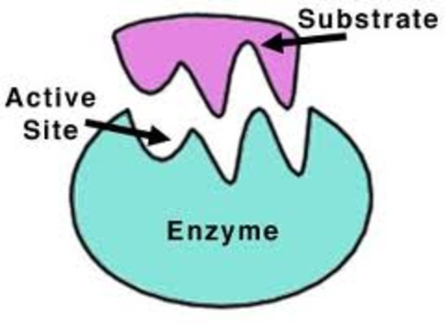 Discovery of Enzymes