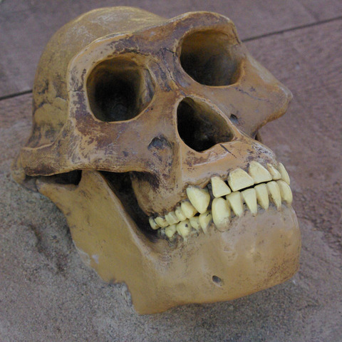 australopithecines