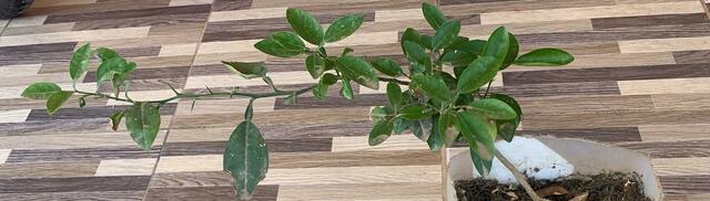 Planta de Limón semana 9