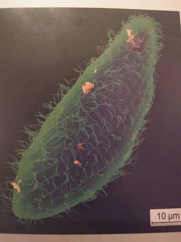 El món de l'ARN - Ribozims