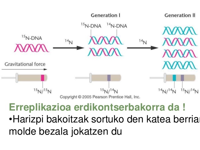 Matthew Meselson eta Franklin Stahl