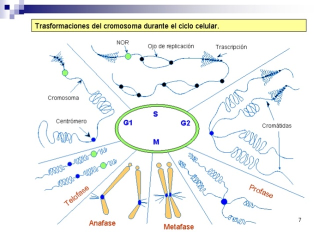 Distribución cromosómica