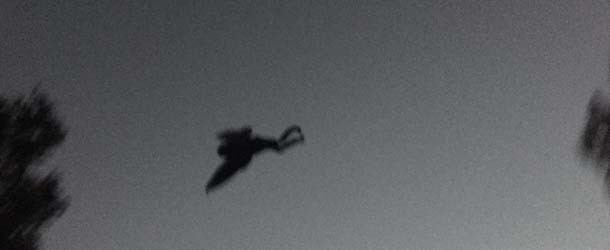 SIGHTINGS IN ENGLAND