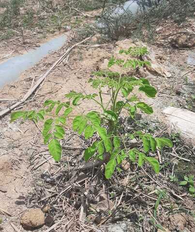 Planta moringa