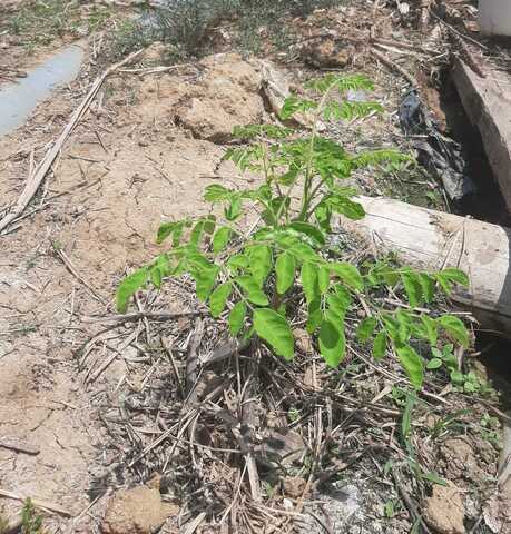 Plantita moringa