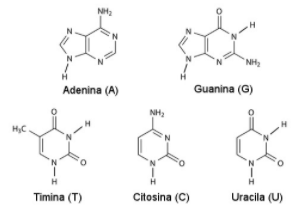 Base nitrogenatuen aurkikuntza