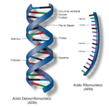 Azido nukleikoaren aurkikuntza