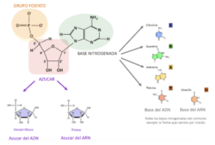 Nukleotido baten egitura