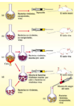 Griffithen esperimentua