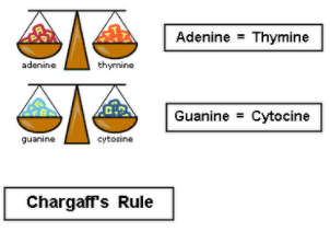 Chargaffen araua (Erwin Chargaff)