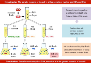 Averyren esperimentua