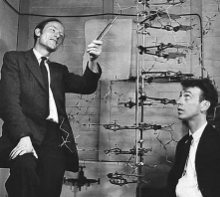 Watson eta Crickek DNAren bigarren mailako egitura zehaztu