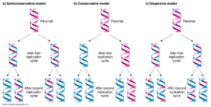 Hipotesi erdi kontserbatiboa (Meselson eta Stahl)