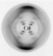 Rosalind Franaklinen 51. argazkia