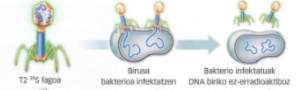Alfred Hershey eta Martha Chasen esperimentuak: T2 S35 fagoa