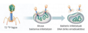 Alfred Hershey eta Martha Chasen esperimentuak: T2 P32 fagoa