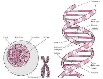 Alfred Hershey eta Martha Chasen esperimentuak: ONDORIOA