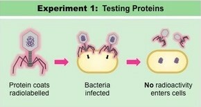 Alfred Hershey eta Martha Chasen esperimentuak: T2 S35 fagoa