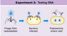 Alfred Hershey eta Martha Chasen esperimentuak: T2 P32 fagoa