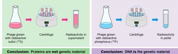 Alfred Hershey eta Martha Chasen esperimentuak: ondorioa